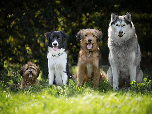 犬只大规模免疫是实现2030年前消除狂犬病全球目标最有效的方式！