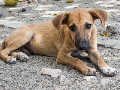 让流浪犬更安全，给狗狗一个安全的家